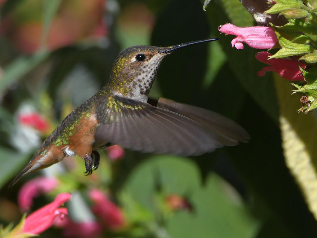 Hummer7.jpg