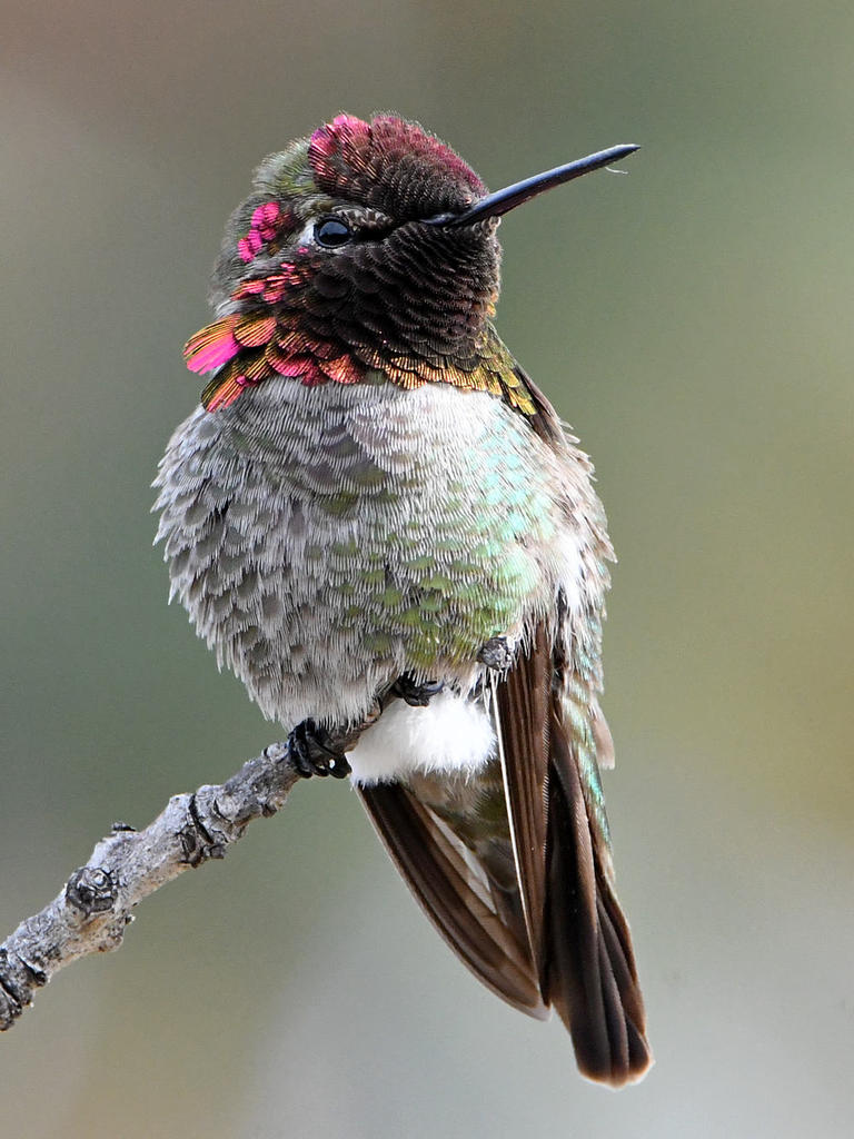 Hummer7.jpg