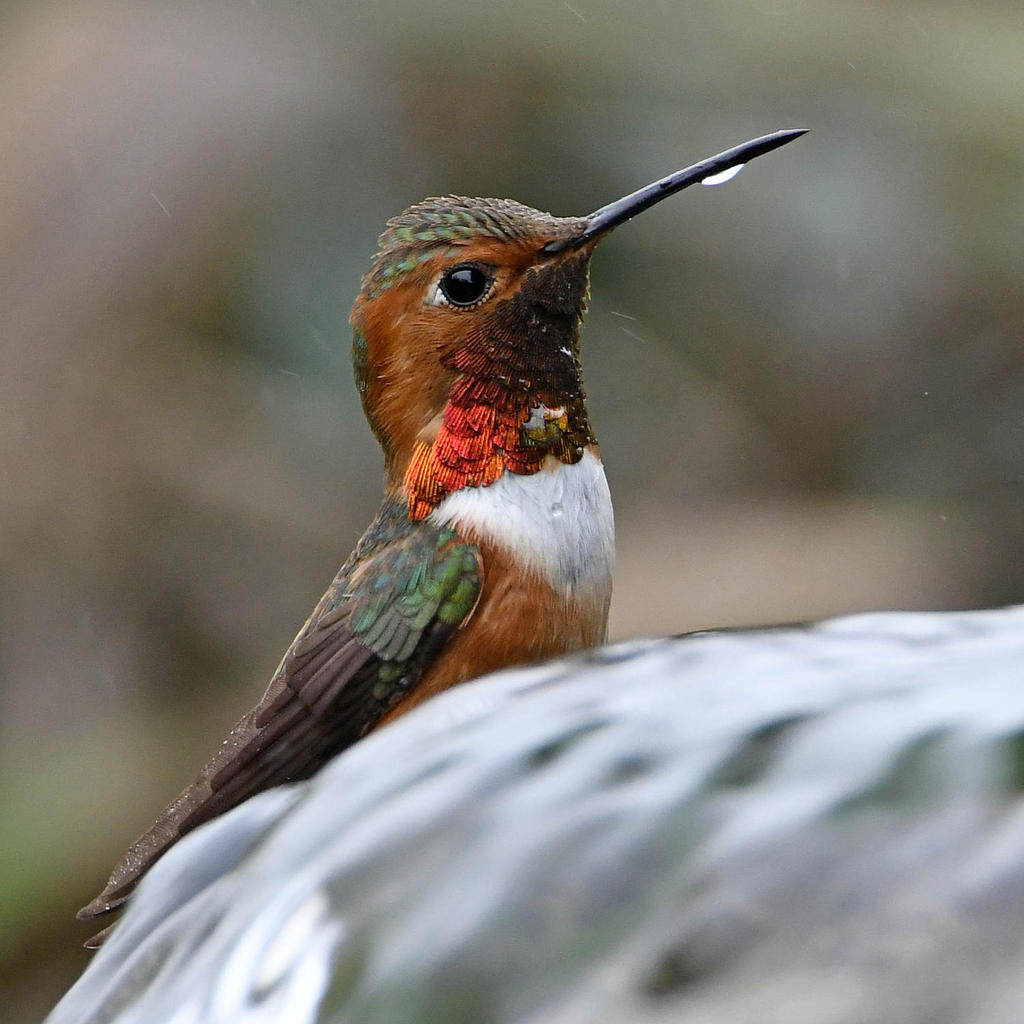 Hummer7.jpg