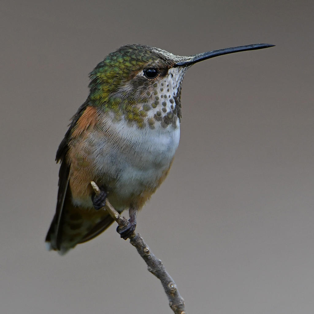 Hummer7.jpg