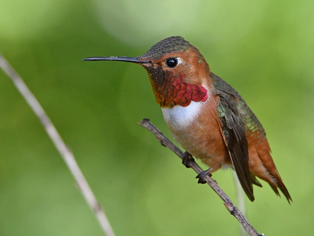 Hummer7.jpg