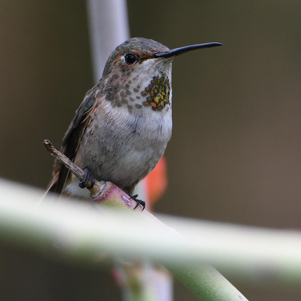 Hummer7.jpg