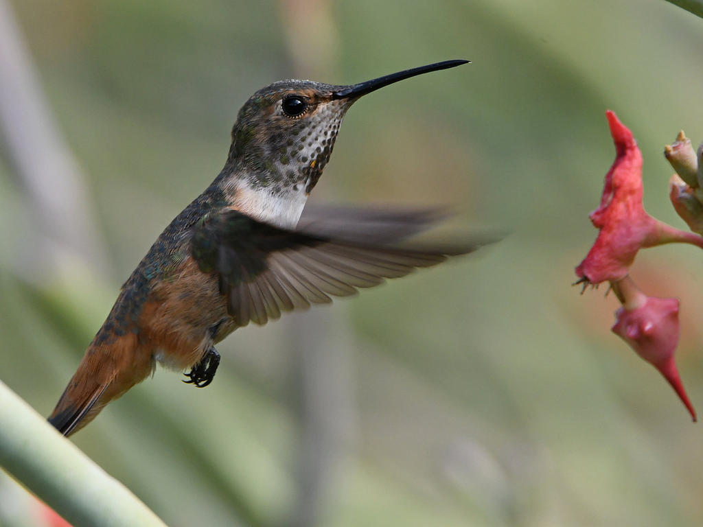 Hummer7.jpg