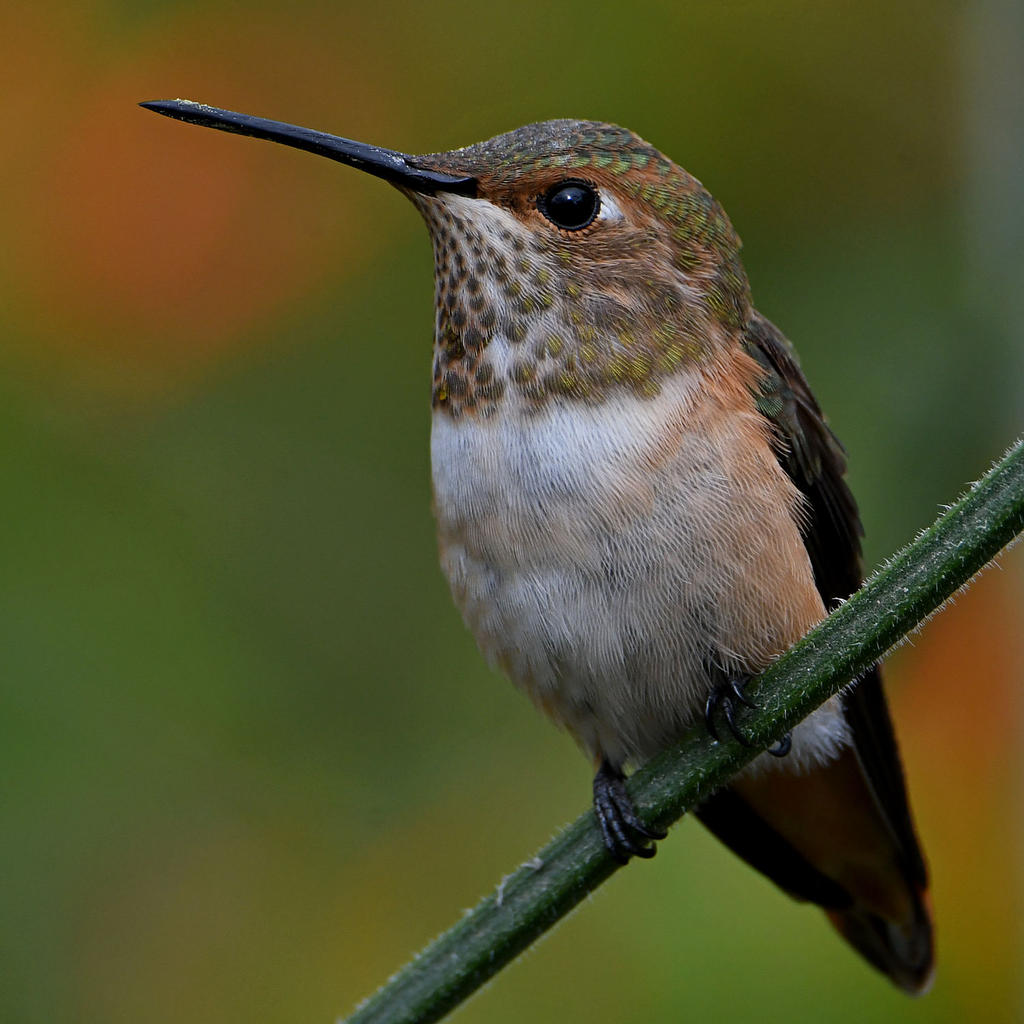 Hummer7.jpg