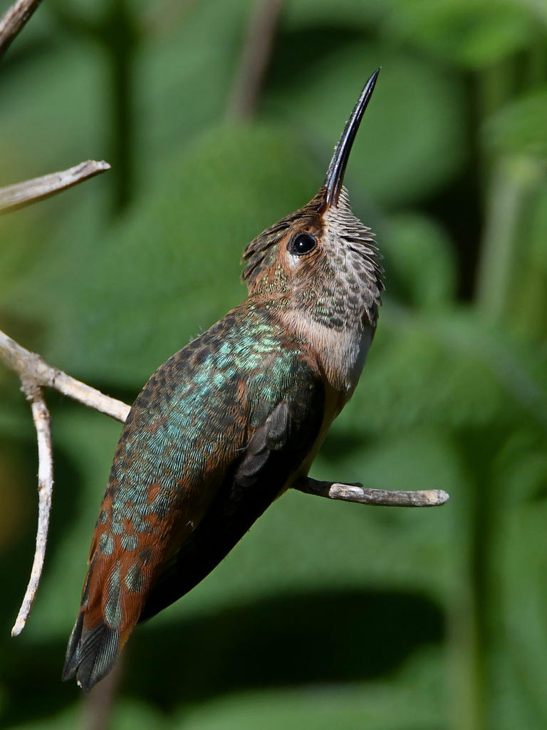 Hummer7.jpg