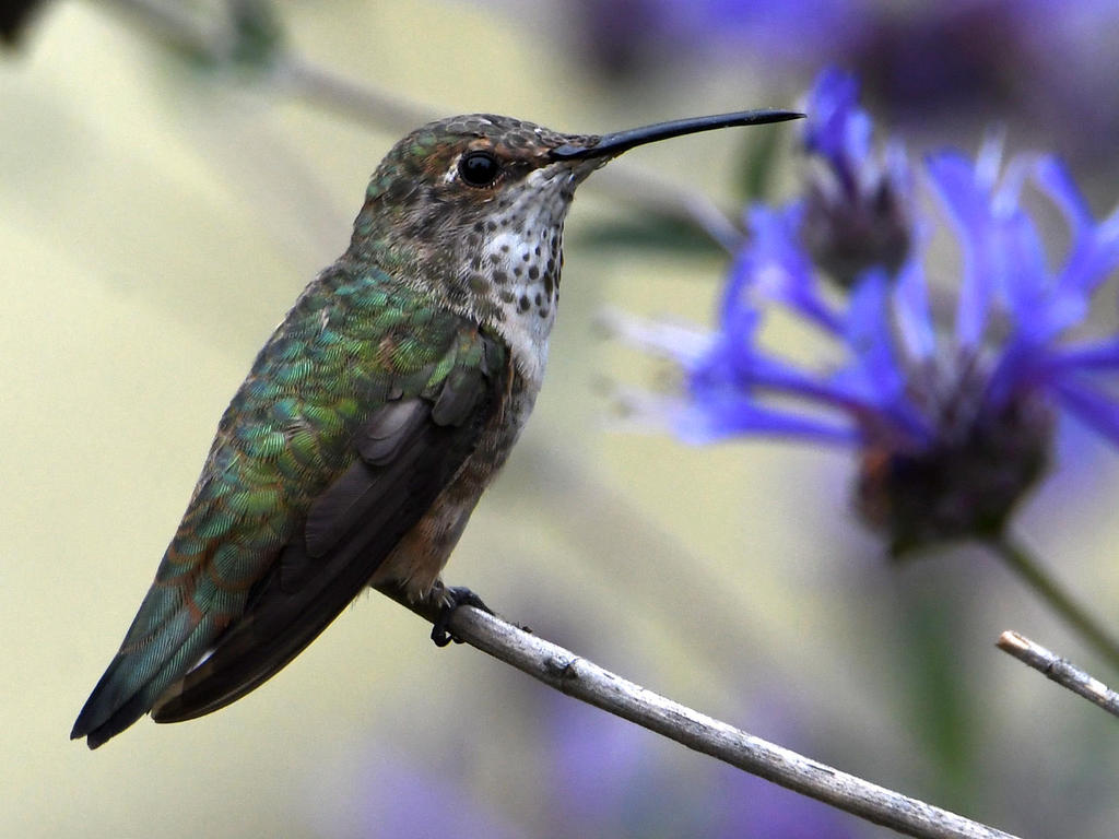 Hummer7.jpg