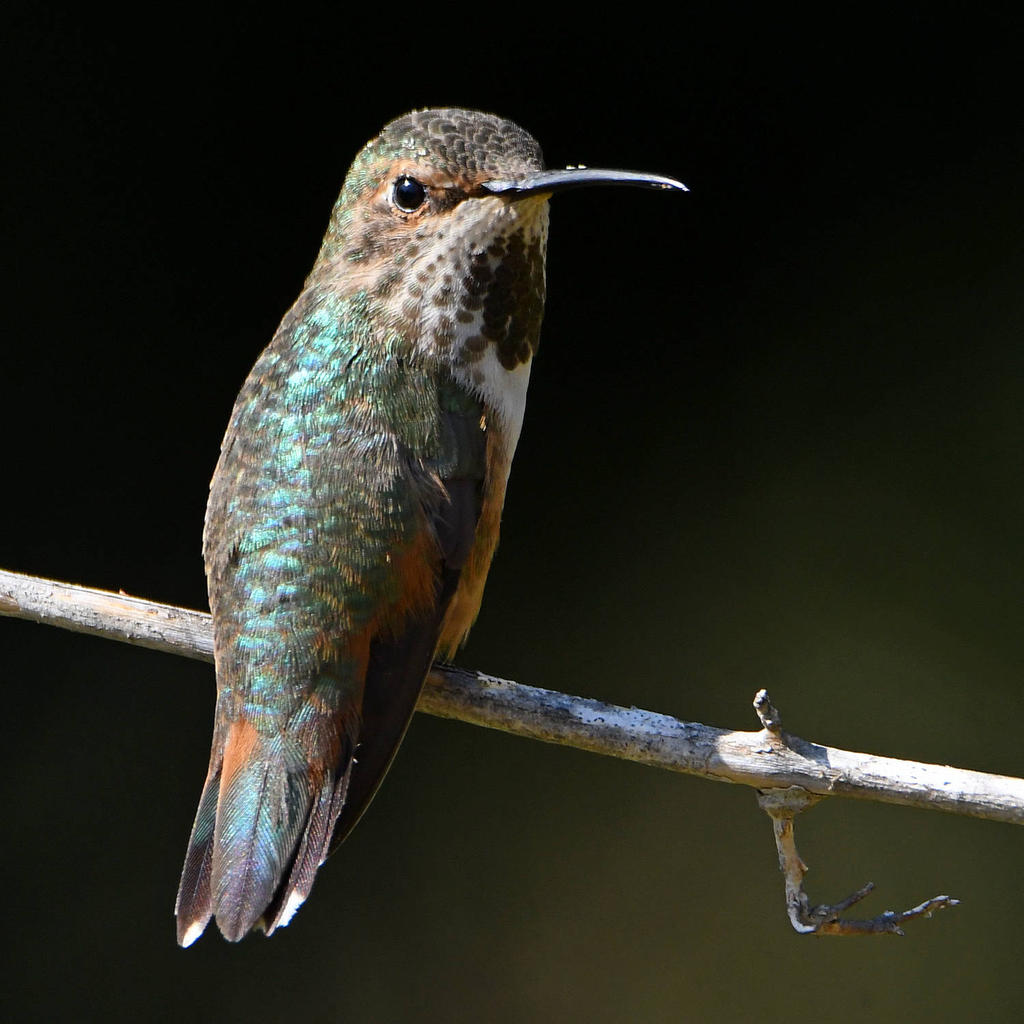 Hummer7.jpg