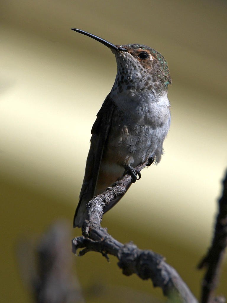 Hummer7.jpg