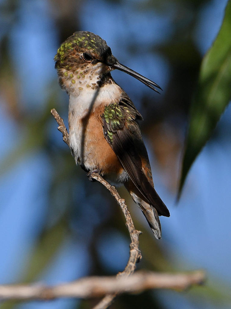 Hummer7.jpg