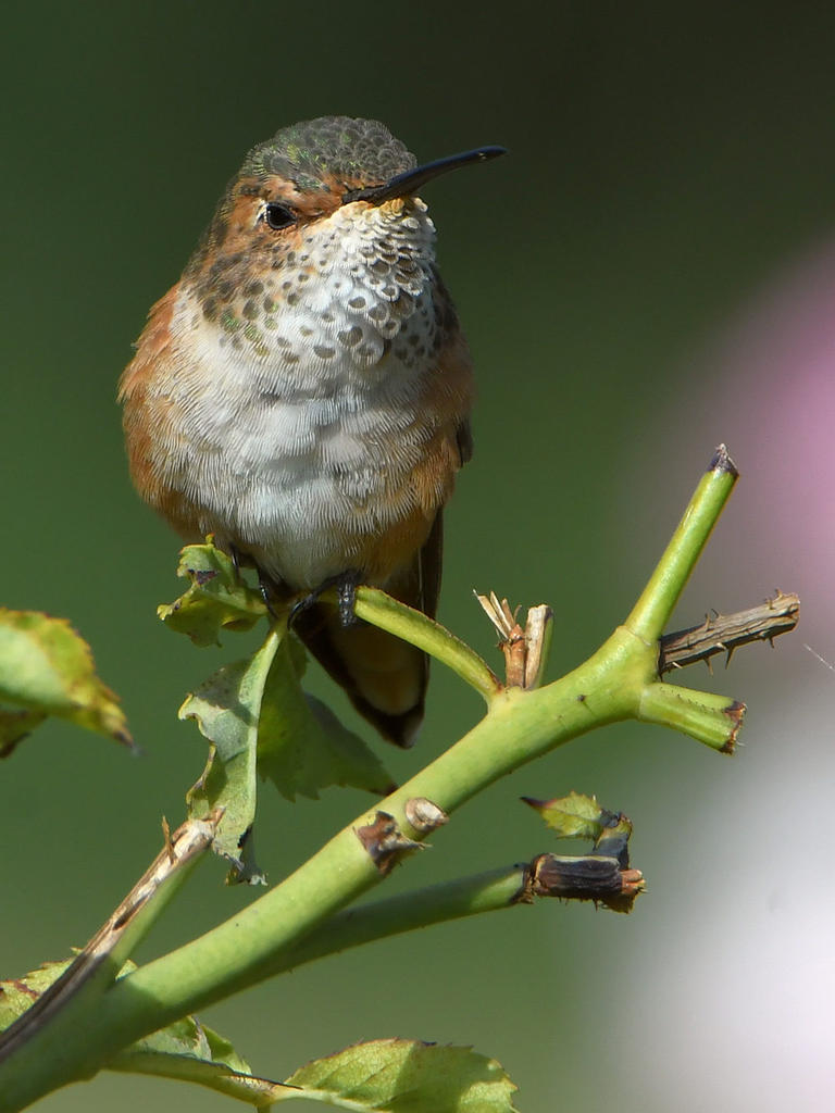 Hummer7.jpg