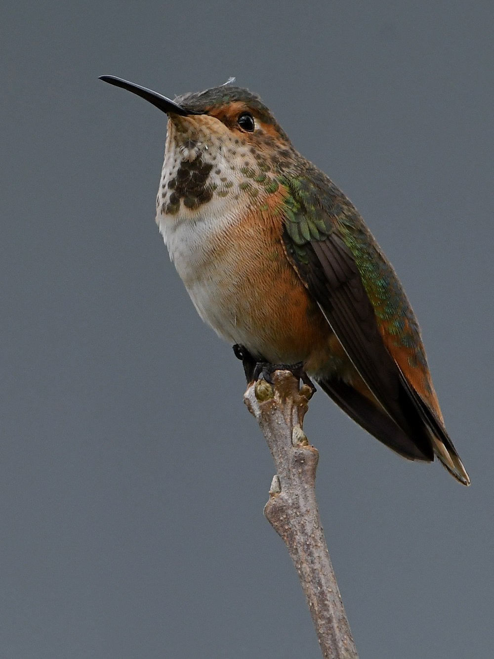 Hummer7.jpg