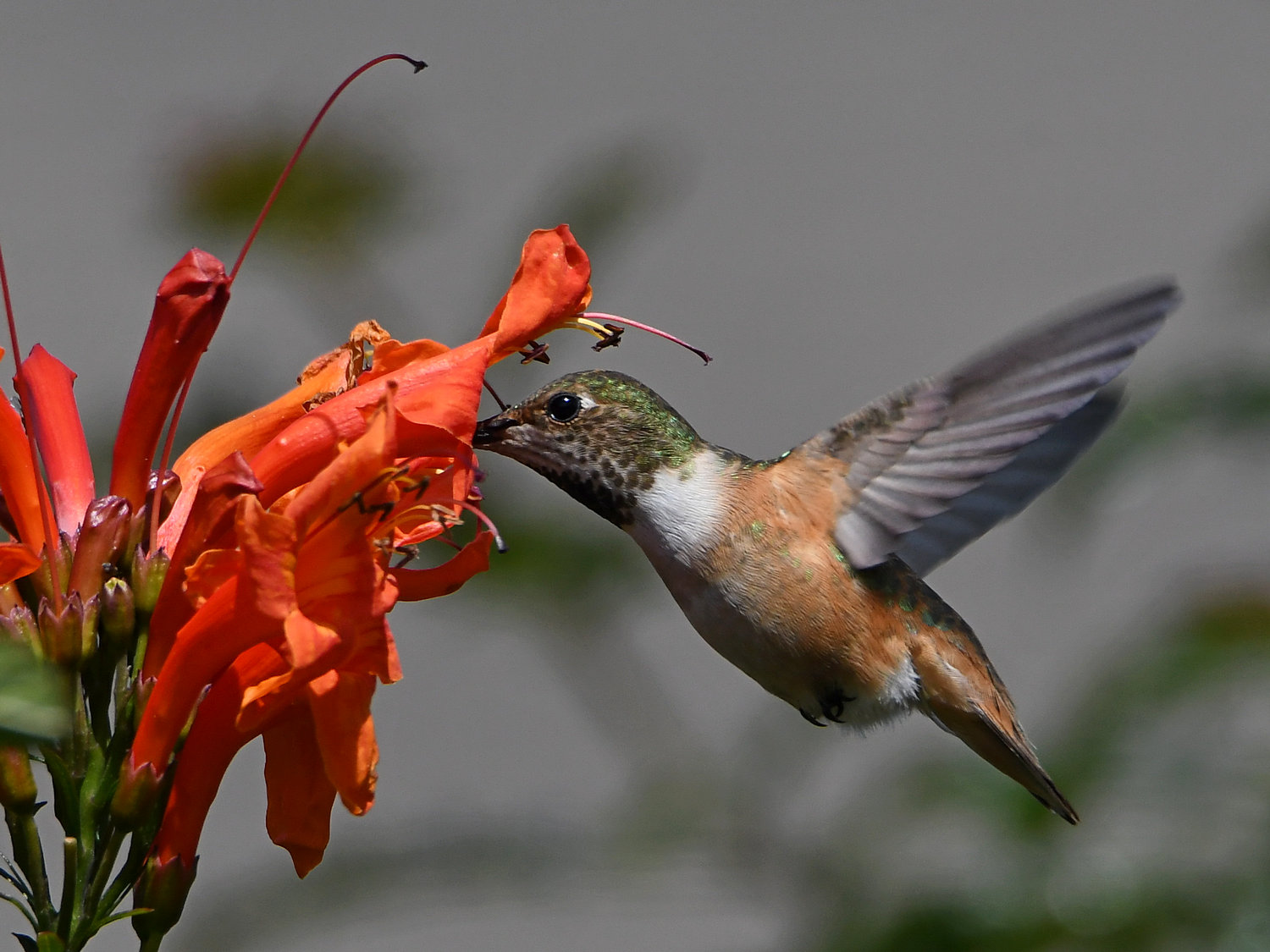 Hummer7.jpg