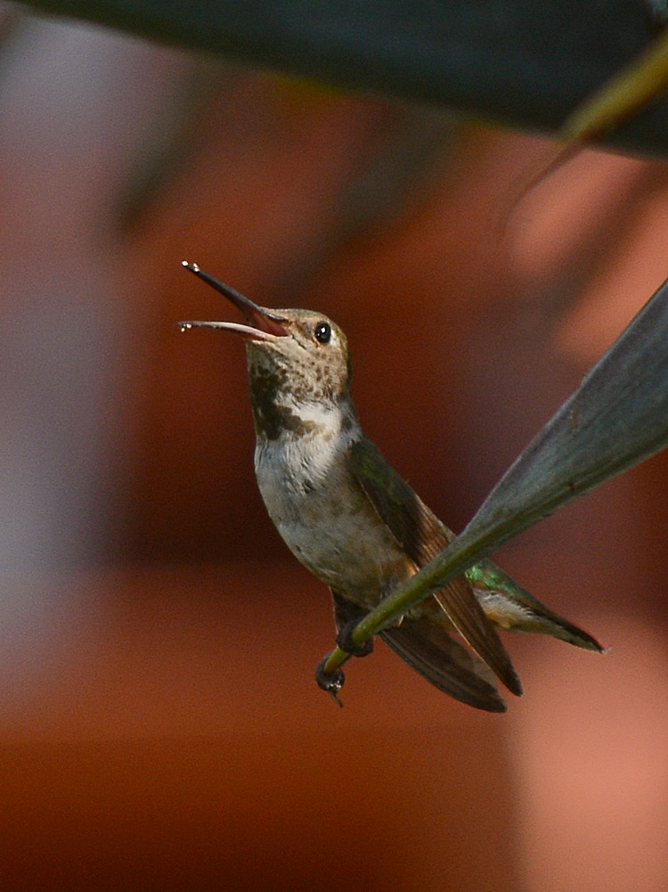Hummer7.jpg