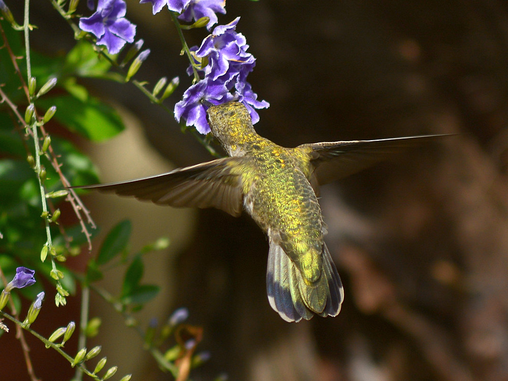 Hummer7.jpg