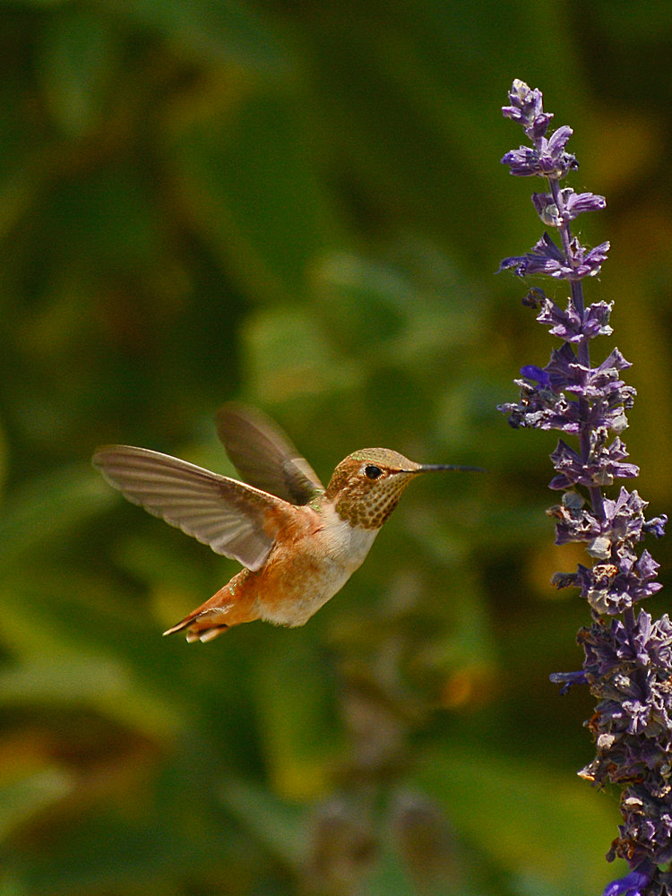 Hummer7.jpg