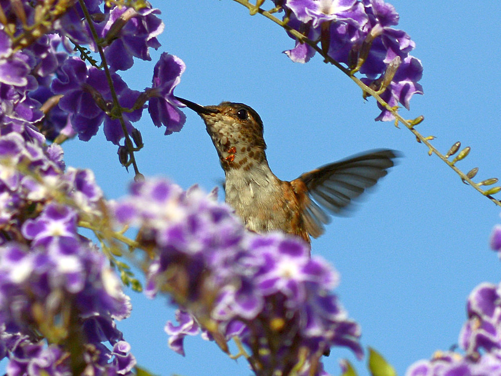 Hummer7.jpg