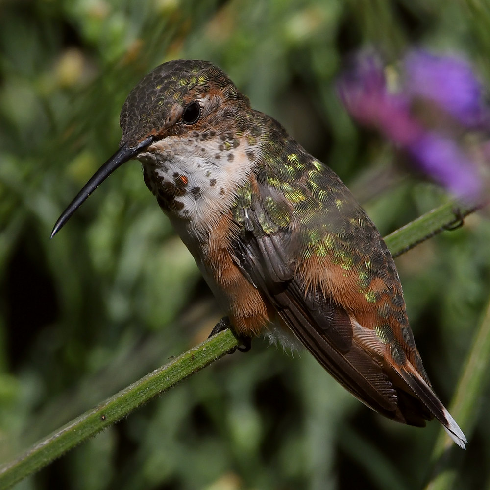 Hummer70.jpg