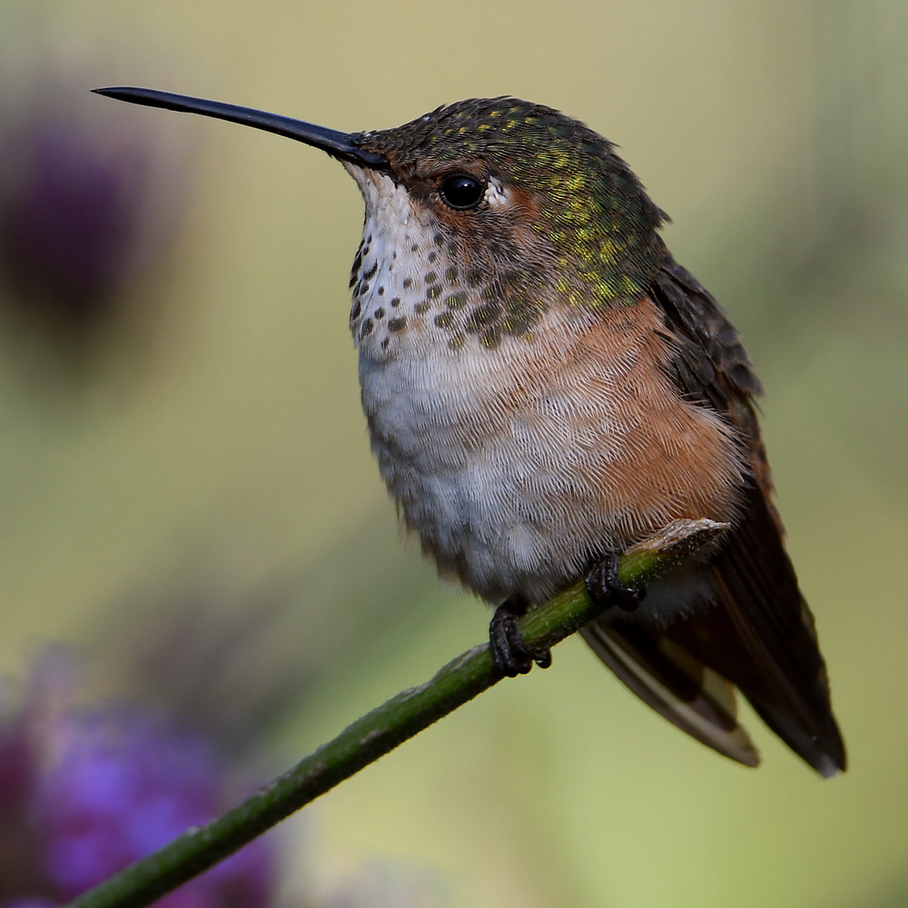 Hummer72.jpg