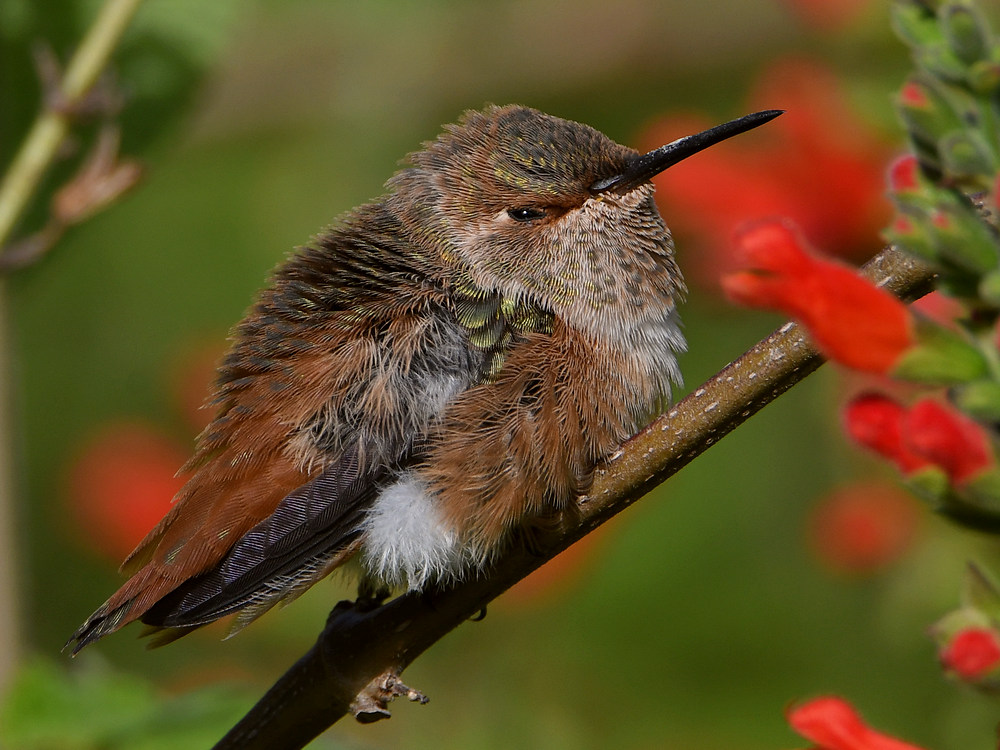 Hummer74.jpg