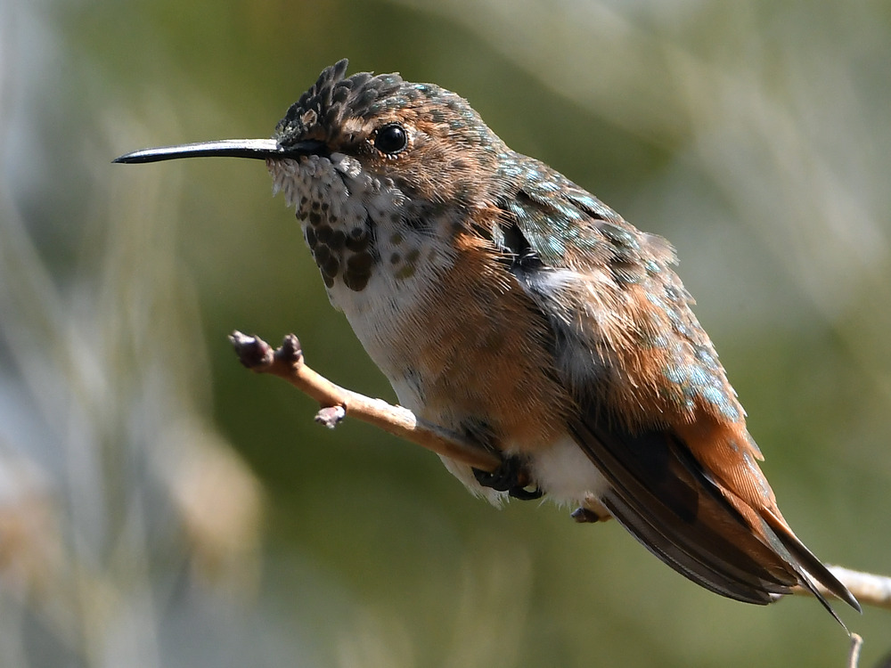 Hummer74.jpg