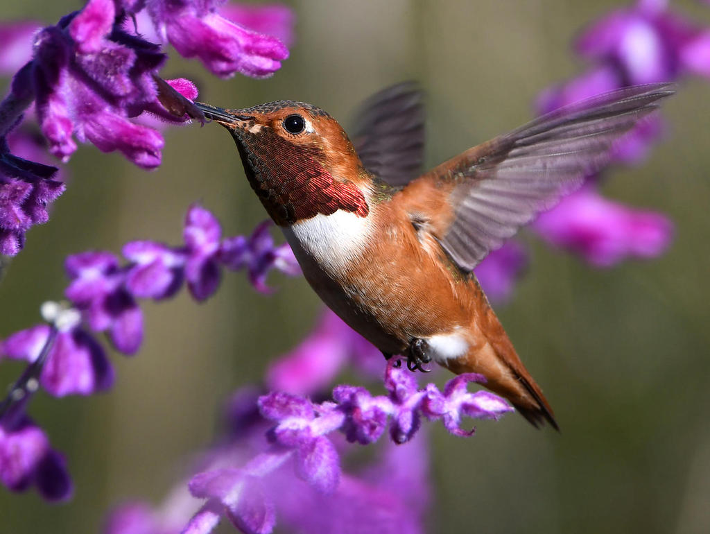 Hummer74.jpg