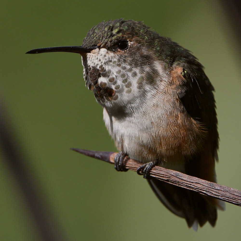 Hummer75.jpg