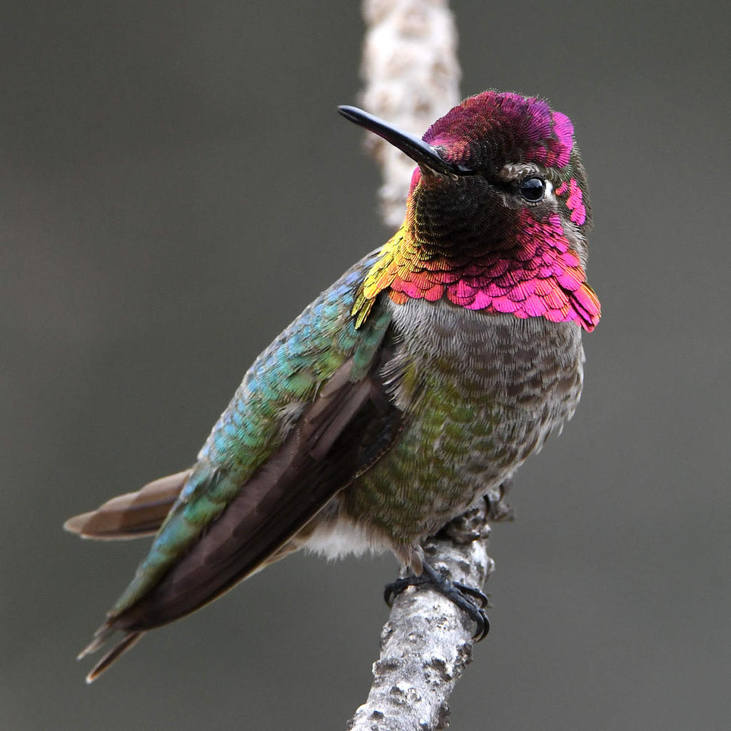 Hummer77.jpg