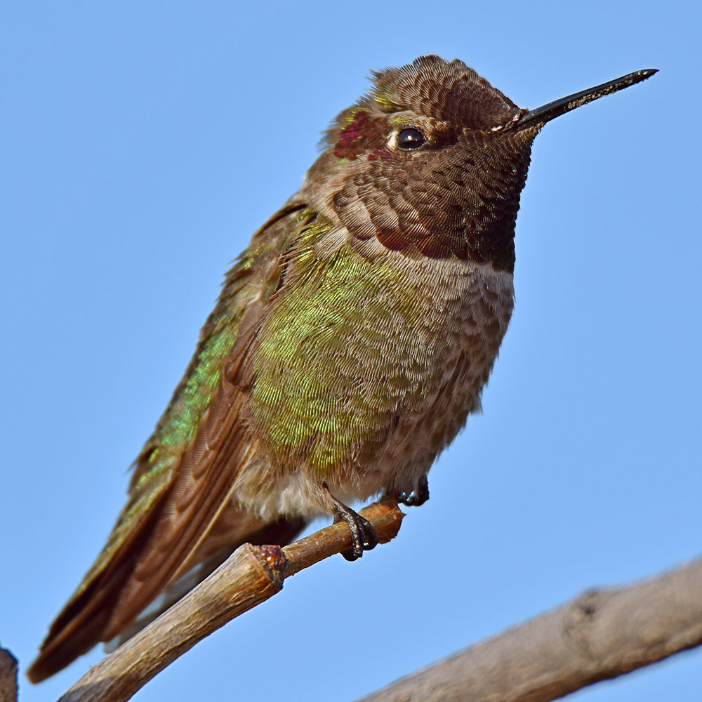 Hummer7_2015_03_16.jpg