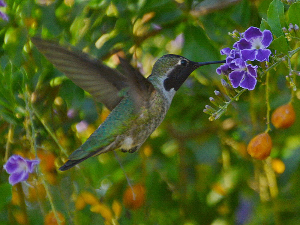 Hummer8.jpg