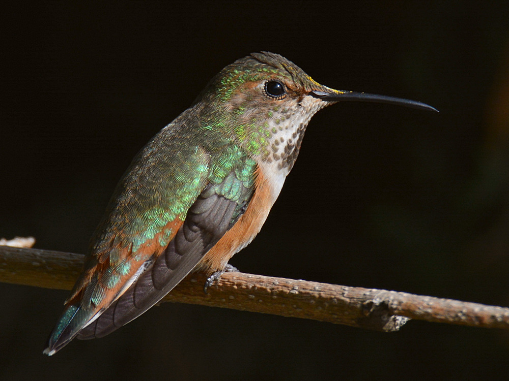 Hummer8.jpg