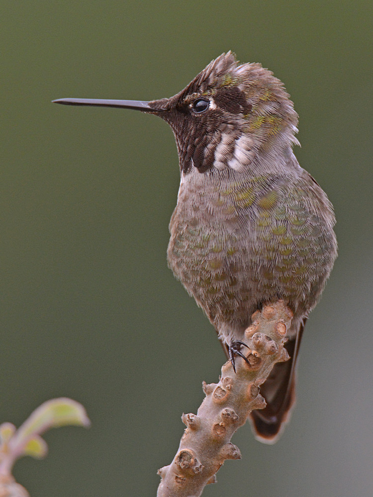 Hummer8.jpg