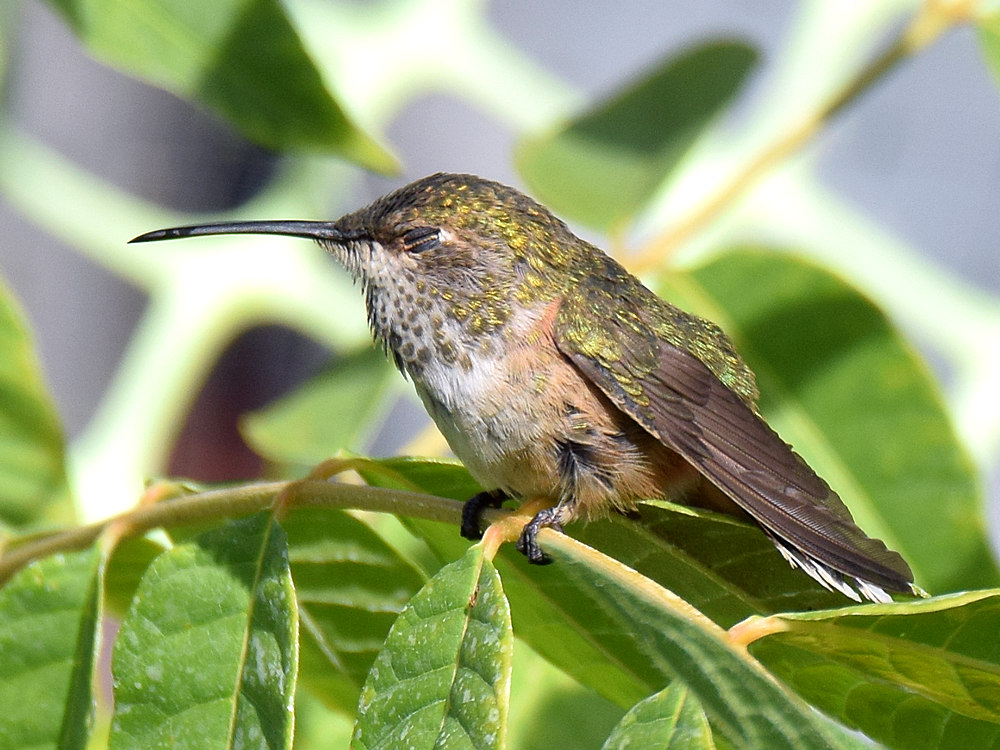 Hummer8.jpg