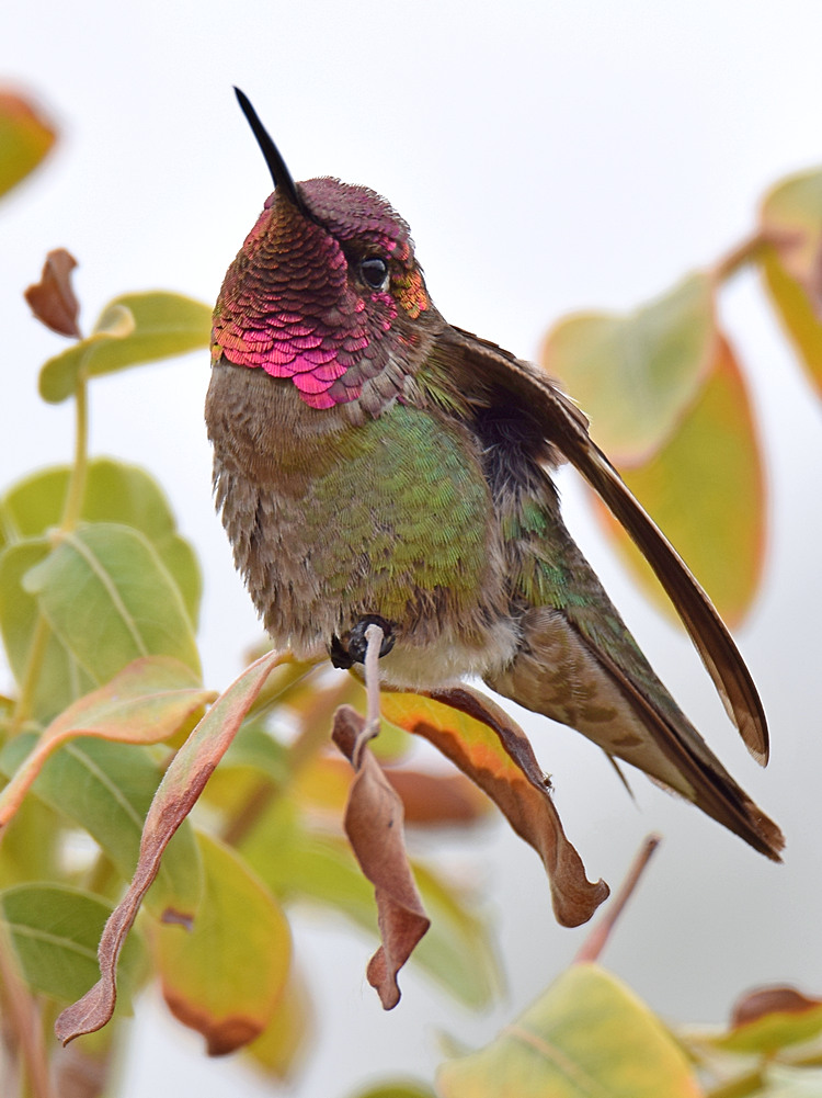 Hummer8.jpg