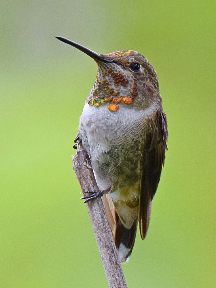 Hummer8.jpg