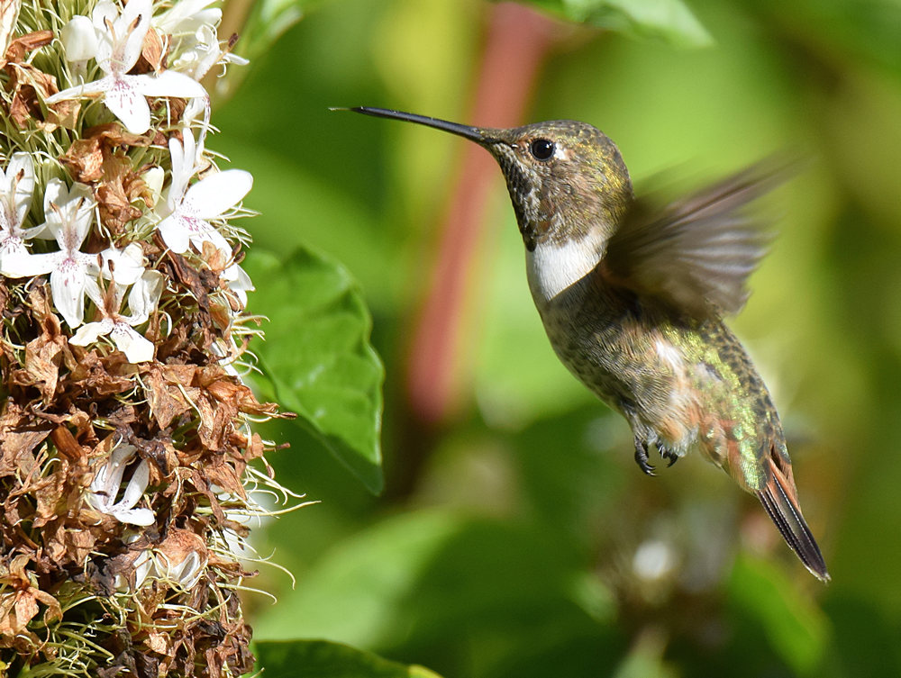 Hummer8.jpg