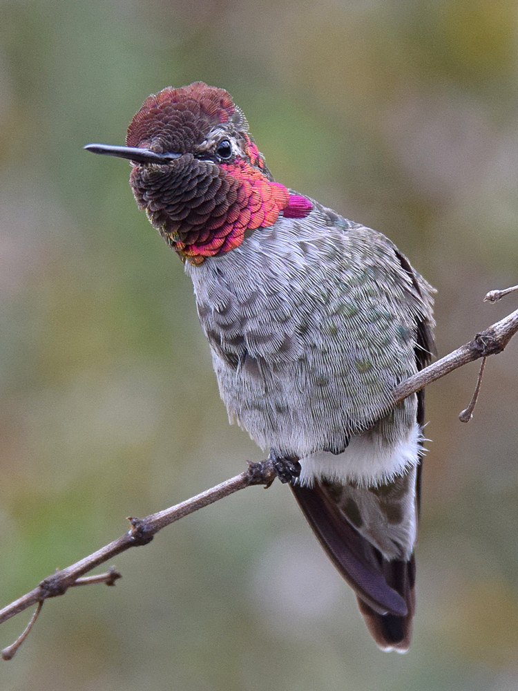 Hummer8.jpg