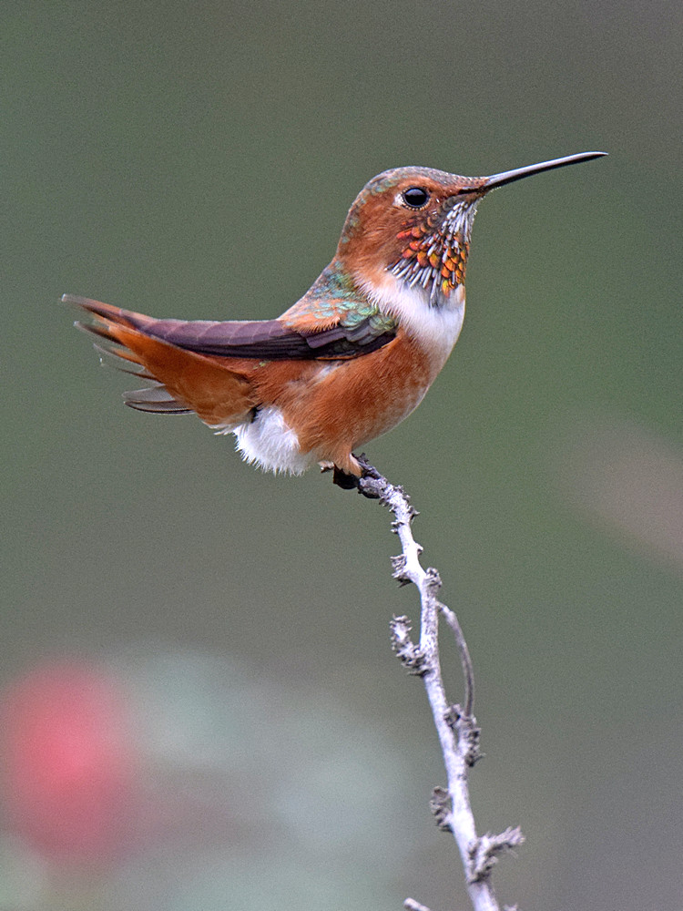 Hummer8.jpg