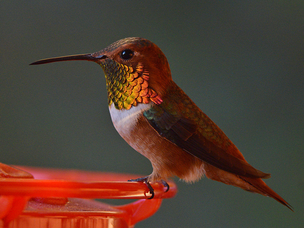 Hummer8.jpg