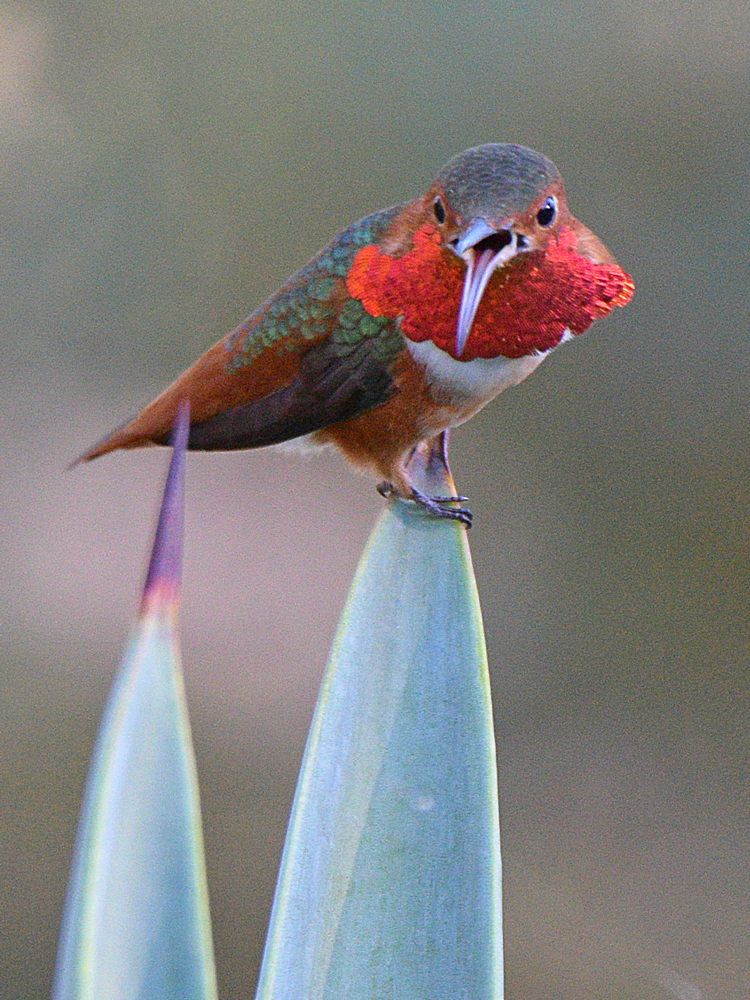Hummer8.jpg