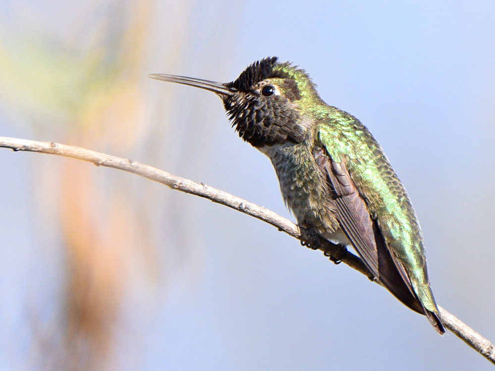 Hummer8.jpg