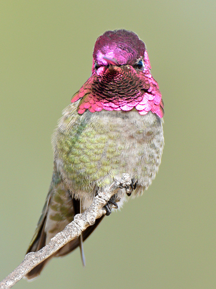 Hummer8.jpg