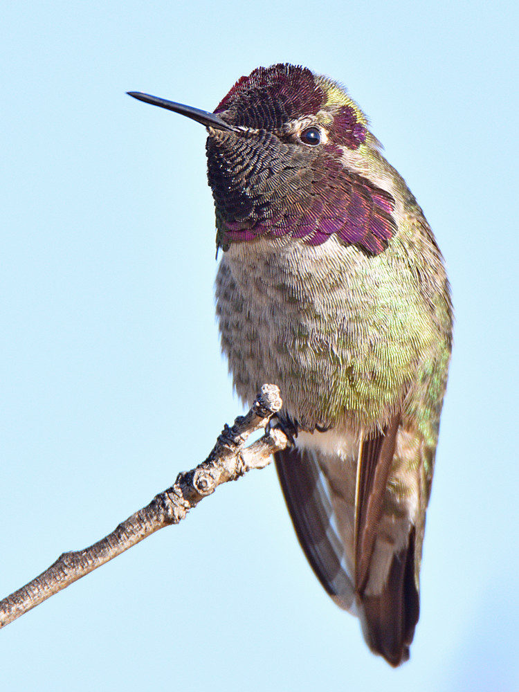 Hummer8.jpg