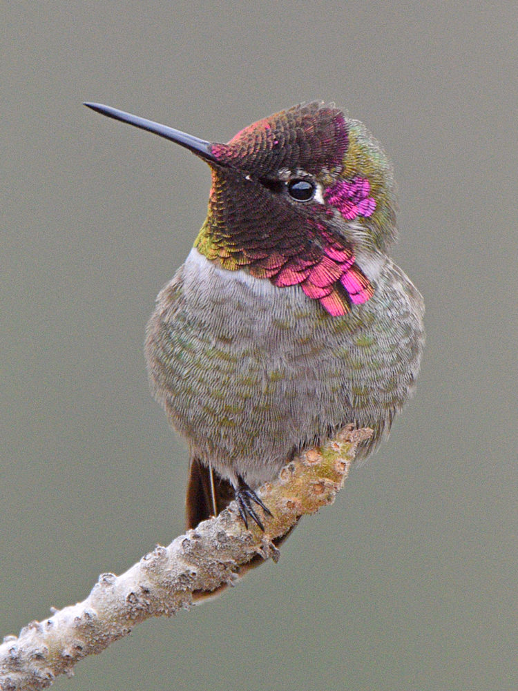 Hummer8.jpg