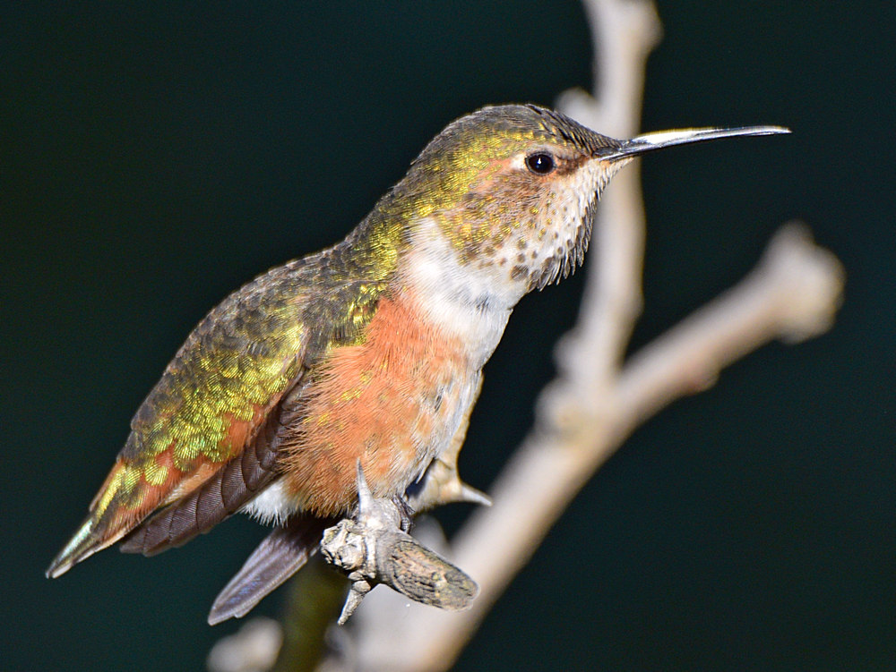 Hummer8.jpg