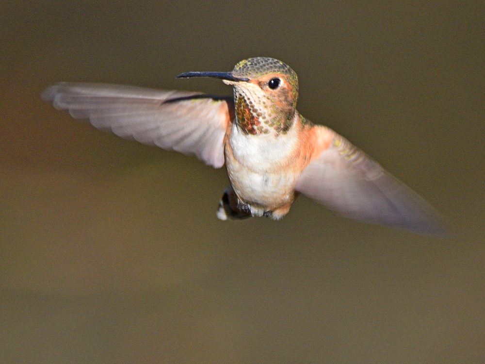 Hummer8.jpg