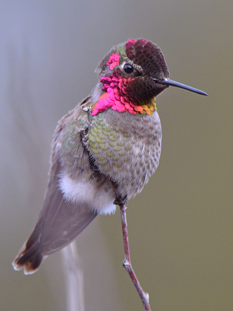 Hummer8.jpg