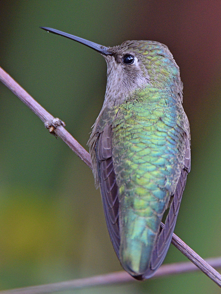 Hummer8.jpg