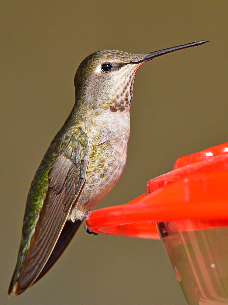 Hummer8.jpg