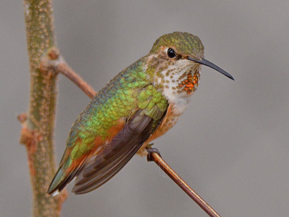 Hummer8.jpg