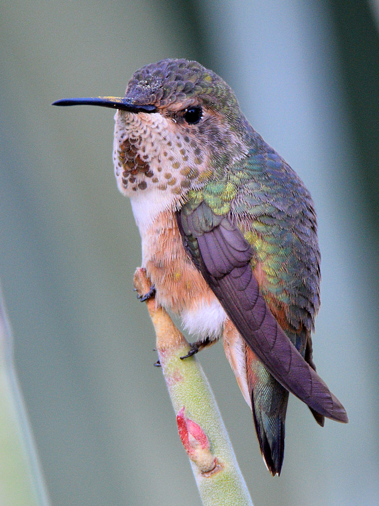Hummer8.jpg